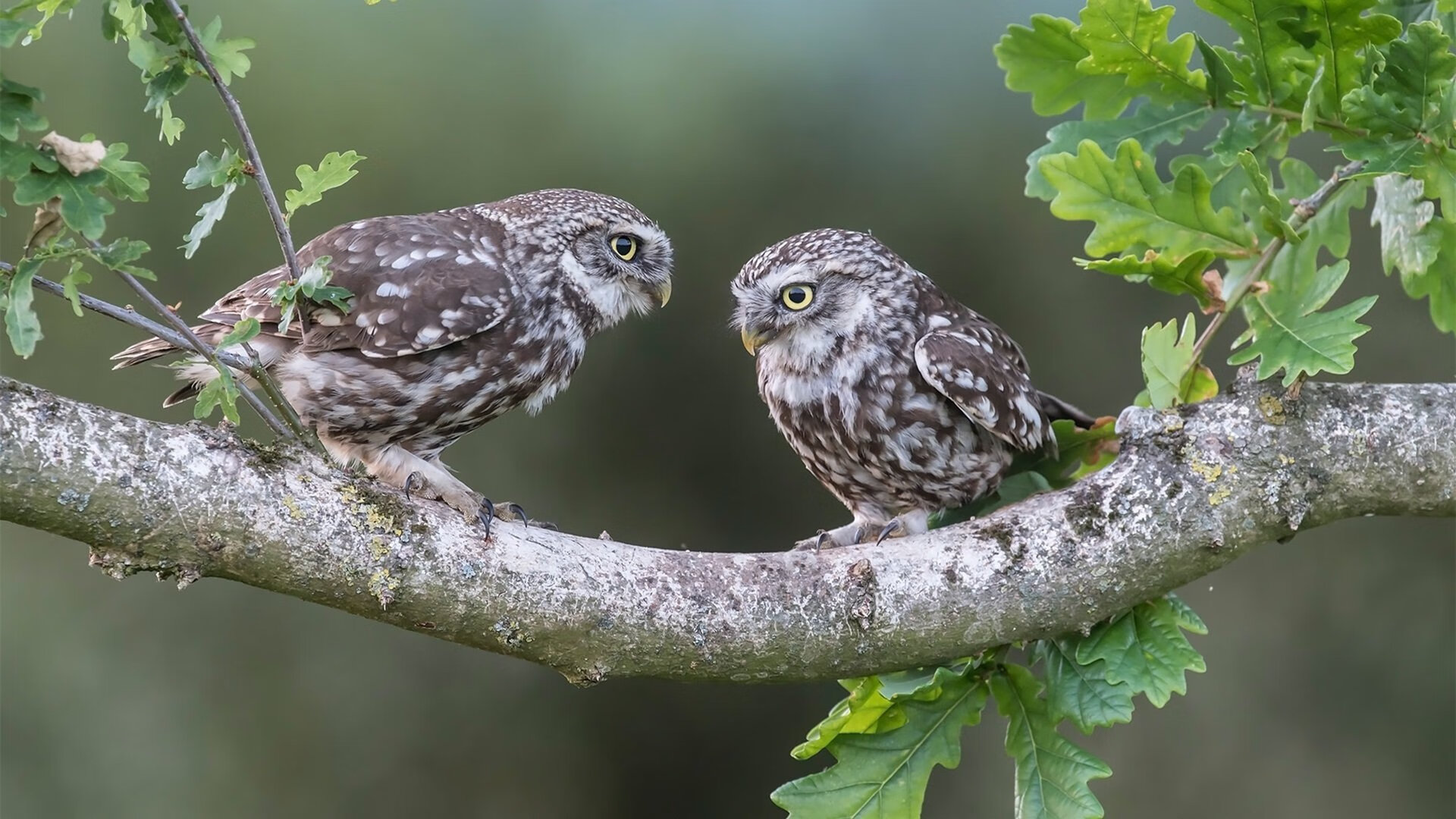 从F1新赛季揭幕战到CBA焦点战，速度、策略与团队意志的交响